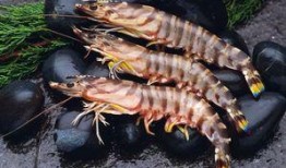 爆料人工养殖海虾视频大全,视频大全带你一探究竟