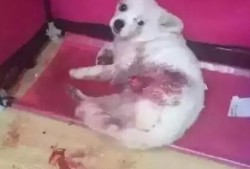 爆料视频狗,狗的惊人真相曝光！