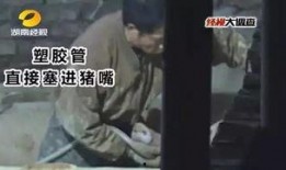 给猪灌泥浆爆料视频,揭秘养殖场惊人内幕