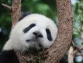 熊猫娱乐吃瓜酱,揭秘娱乐圈幕后故事