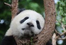 熊猫娱乐吃瓜酱,揭秘娱乐圈幕后故事