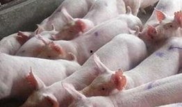 给猪灌泥浆爆料视频,揭秘养殖场惊人内幕