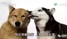 娱乐吃瓜酱舔狗,娱乐界的甜蜜苦涩