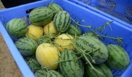 免费的吃瓜网红群,网红群带你领略网络娱乐新风尚