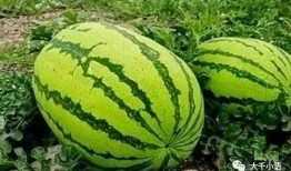 山东大瓜爆料视频最新一期,揭秘惊人内幕，真相令人震惊！