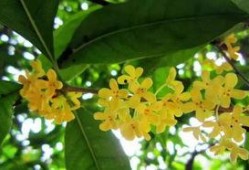 娱乐吃瓜酱桂花树下,桂花树下，揭秘娱乐圈那些不为人知的秘密