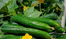 山东大瓜爆料视频最新一期,揭秘惊人内幕，真相令人震惊！