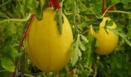 免费的吃瓜网红群,网红群带你领略网络娱乐新风尚