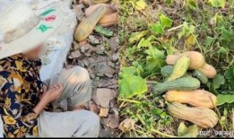 偷南瓜最新爆料视频大全,最新爆料大全大汇总