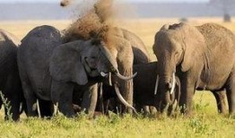 郑州大象新闻爆料电话,揭秘城市脉搏，倾听市民心声