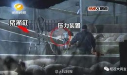 给猪灌泥浆爆料视频,揭秘养殖场惊人内幕