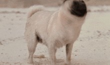 巴哥爆料下半年视频播放,下半年热门视频播放背后的秘密